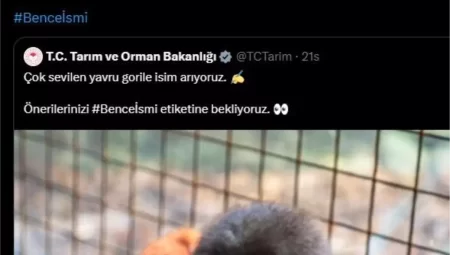 Goril Yavrusuna İsim Arayışı